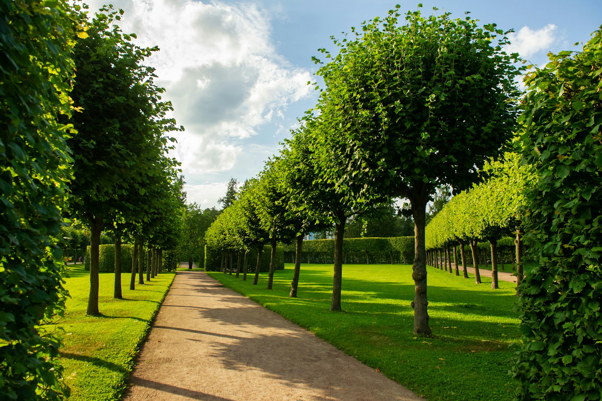 A path in a green summer park area with neatly trimmed bushes