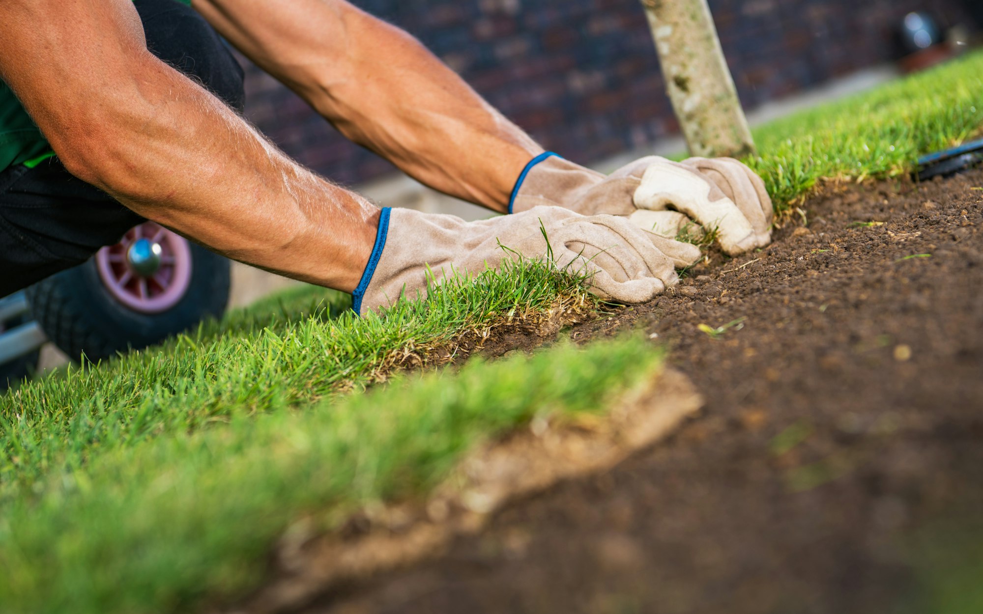 Landscaping Worker Arranging Pieces of Natural Grass Turfs