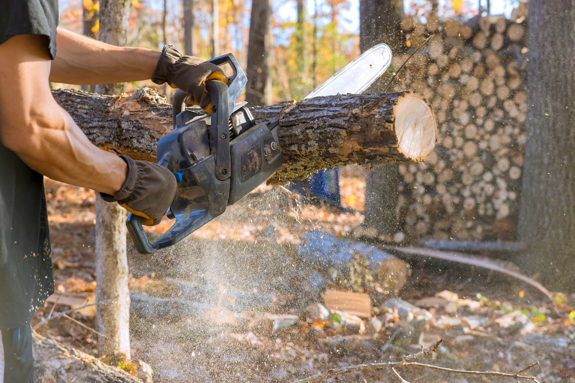 Lumberjack uses a chainsaw to cut down tree during autumn cleaning in a forest